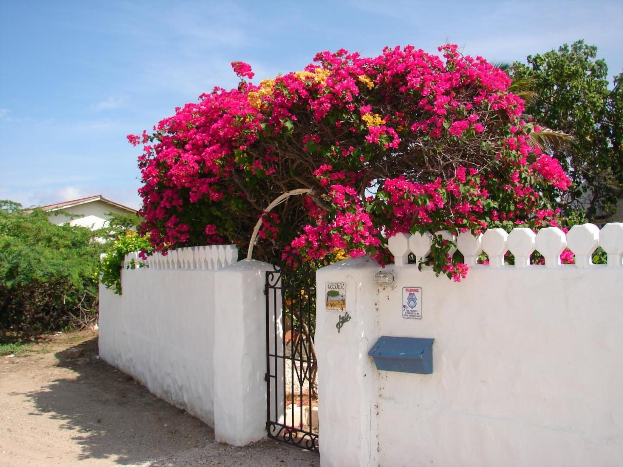 Villa Bougainvillea Aruba, The Tango Suite Palm Beach Kültér fotó